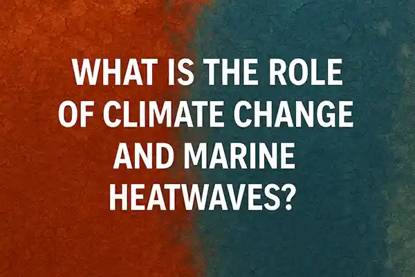 What Is the Role of Climate Change and Marine Heatwaves?