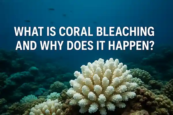 What Is Coral Bleaching and Why Does It Happen?