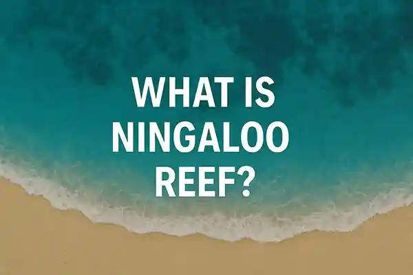 What Is Ningaloo Reef?
