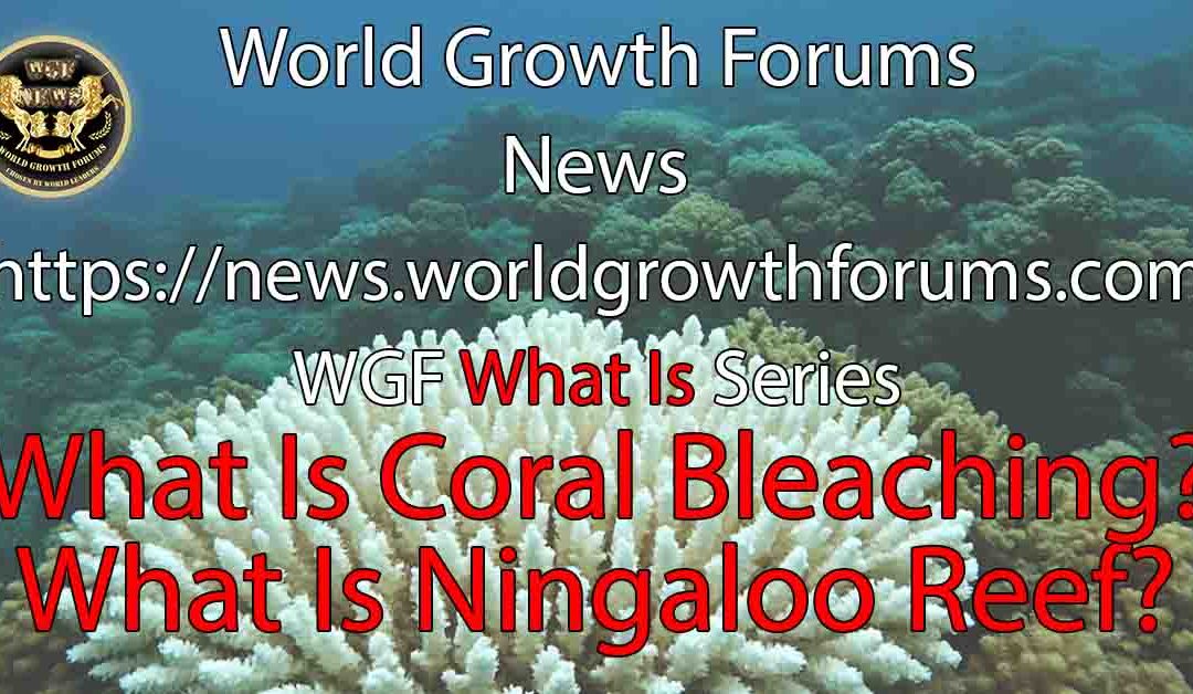 What Is Coral Bleaching?