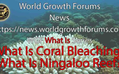What Is Coral Bleaching?