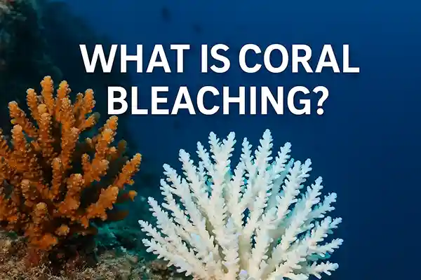 What Is Coral Bleaching?